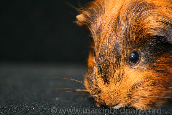 Pig portrait