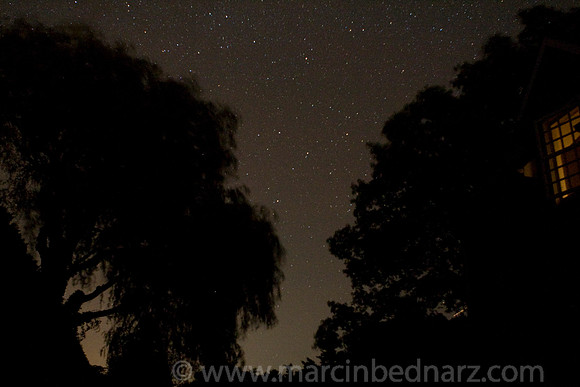 Night sky with trees
