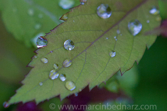 Water droplets on a leaf