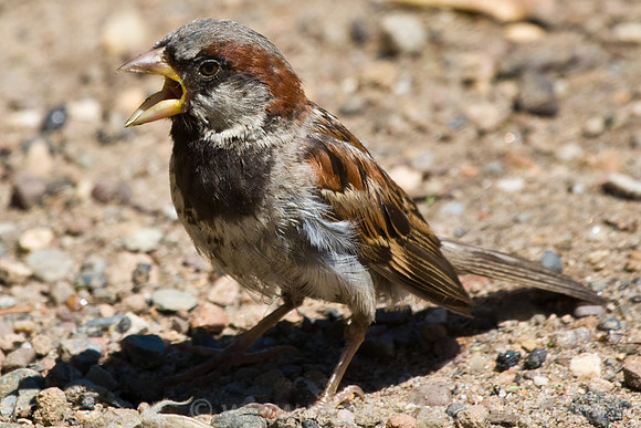 Very loud sparrow