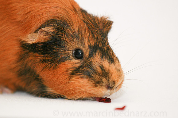 Enjoying cranberries