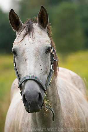 Horse with flies