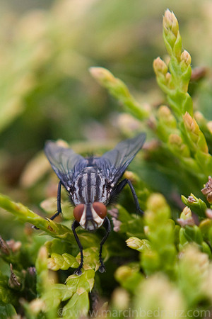 Ugly fly