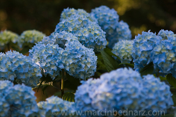 Blue hydrangeas