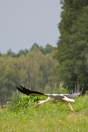 Warning: Low flying storks!