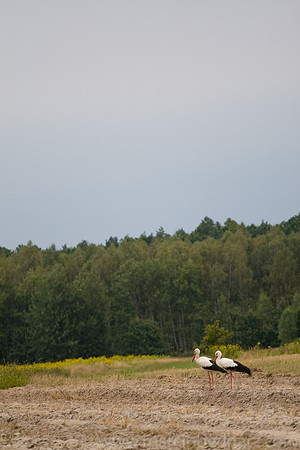Stork date